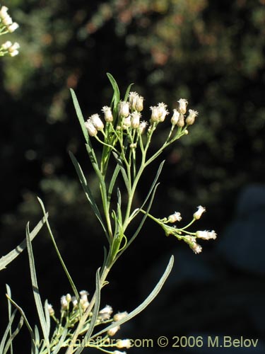 Imágen de Baccharis marginalis (). Haga un clic para aumentar parte de imágen.