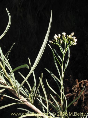 Imágen de Baccharis marginalis (). Haga un clic para aumentar parte de imágen.