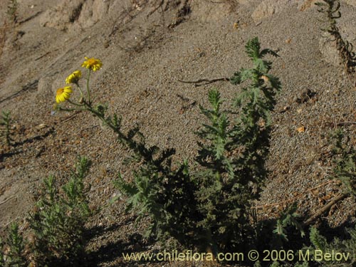 Imágen de Asteraceae sp. #1844 (). Haga un clic para aumentar parte de imágen.