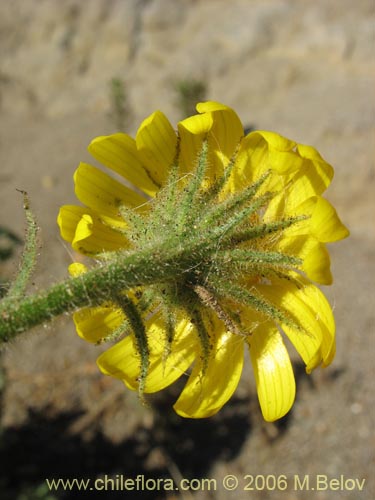 Imágen de Asteraceae sp. #1844 (). Haga un clic para aumentar parte de imágen.