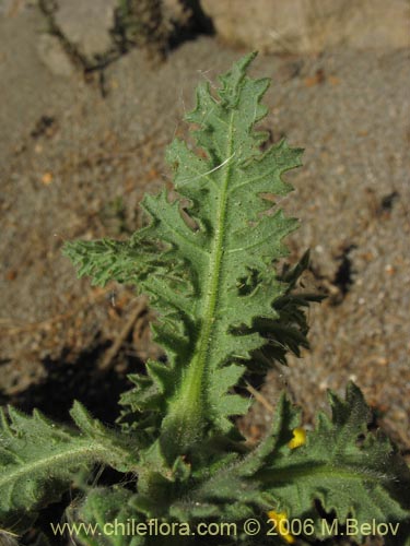 Imágen de Asteraceae sp. #1844 (). Haga un clic para aumentar parte de imágen.