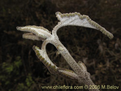 Bild von Sphacele salviae (Salvia blanca). Klicken Sie, um den Ausschnitt zu vergrössern.