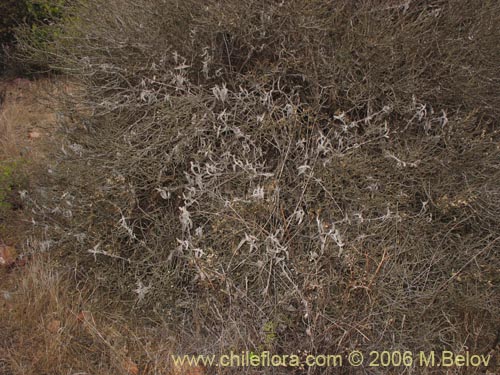 Imágen de Sphacele salviae (Salvia blanca). Haga un clic para aumentar parte de imágen.