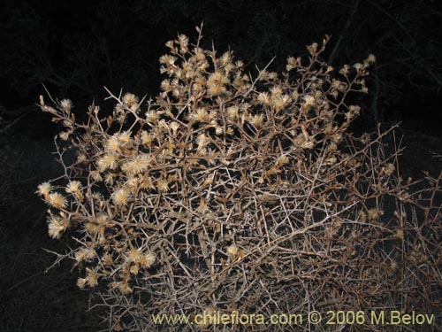 Imágen de Aristeguietia salvia (Salvia macho / Pegajosa / Pega-pega). Haga un clic para aumentar parte de imágen.