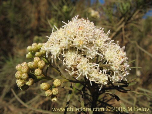 Imágen de Baccharis marginalis (). Haga un clic para aumentar parte de imágen.