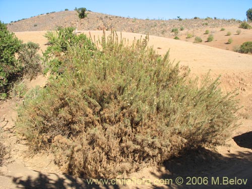 Imágen de Baccharis marginalis (). Haga un clic para aumentar parte de imágen.