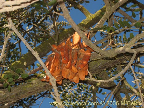 Imágen de Caesalpinia spinosa (Tara). Haga un clic para aumentar parte de imágen.