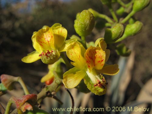 Imágen de Caesalpinia spinosa (Tara). Haga un clic para aumentar parte de imágen.