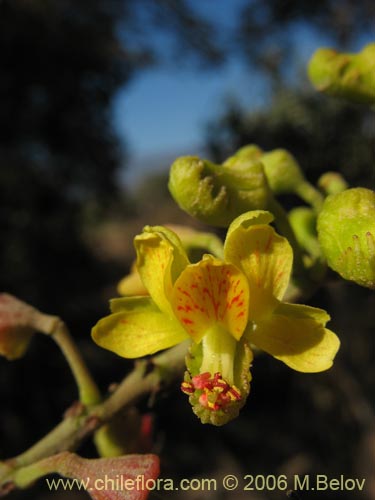 Imágen de Caesalpinia spinosa (Tara). Haga un clic para aumentar parte de imágen.