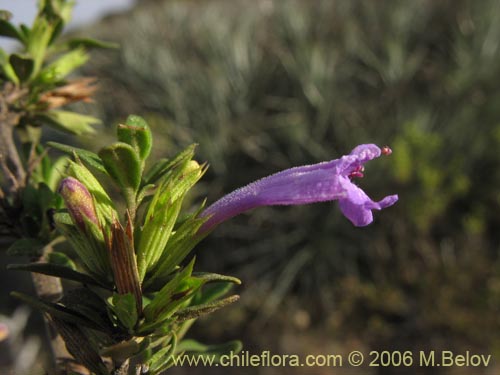 Bild von Satureja gilliesii (Menta de árbol). Klicken Sie, um den Ausschnitt zu vergrössern.