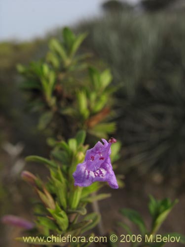 Bild von Satureja gilliesii (Menta de árbol). Klicken Sie, um den Ausschnitt zu vergrössern.