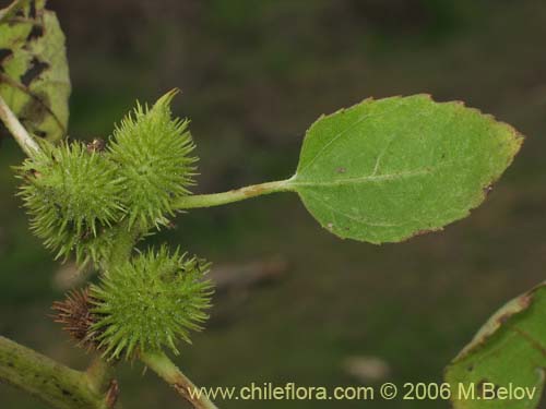 Image of Xanthium cavanillesii (Clonqui / Abrojo). Click to enlarge parts of image.