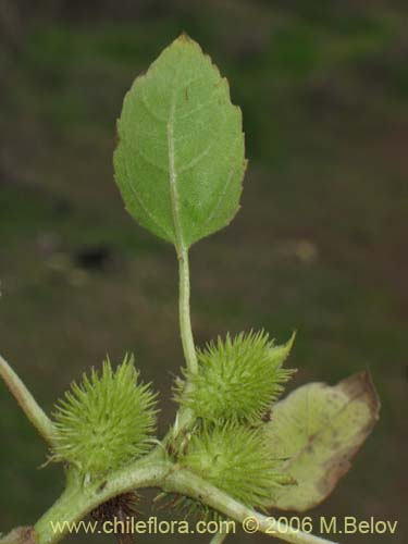 Bild von Xanthium cavanillesii (Clonqui / Abrojo). Klicken Sie, um den Ausschnitt zu vergrössern.