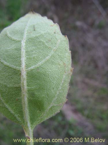 Image of Xanthium cavanillesii (Clonqui / Abrojo). Click to enlarge parts of image.