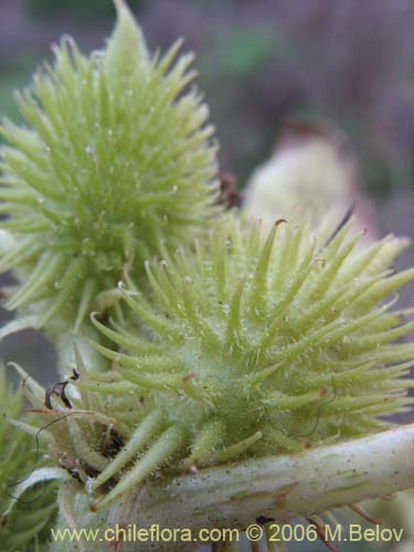 Image of Xanthium cavanillesii (Clonqui / Abrojo). Click to enlarge parts of image.