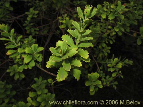 Baccharis neaei的照片