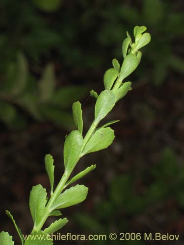 Imágen de Baccharis neaei (). Haga un clic para aumentar parte de imágen.