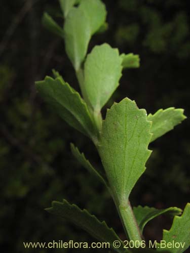 Imágen de Baccharis neaei (). Haga un clic para aumentar parte de imágen.