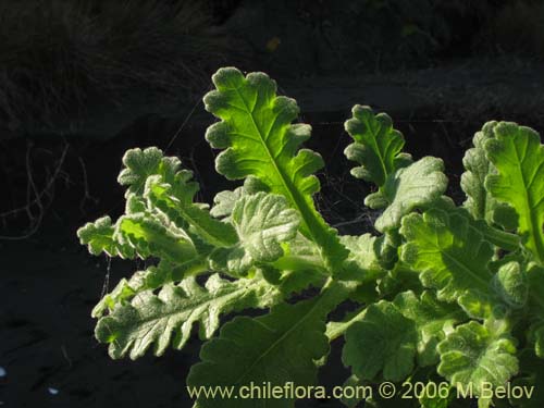 Image of Senecio planiflorus (). Click to enlarge parts of image.