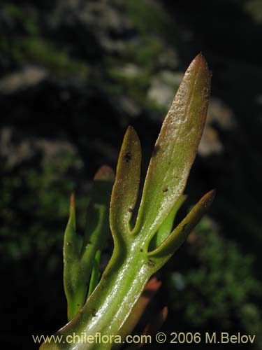 Imágen de Cotula coronopifolia (Botón de oro). Haga un clic para aumentar parte de imágen.