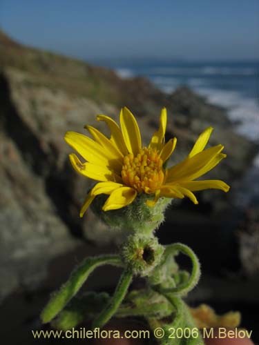 Imágen de Senecio planiflorus (). Haga un clic para aumentar parte de imágen.