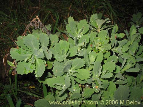 Imágen de Senecio sp. #2751 (). Haga un clic para aumentar parte de imágen.