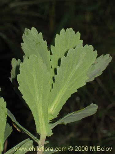 Imágen de Senecio sp. #2751 (). Haga un clic para aumentar parte de imágen.