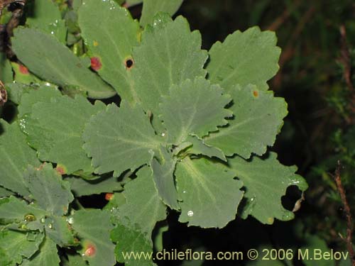 Imágen de Senecio sp. #2751 (). Haga un clic para aumentar parte de imágen.