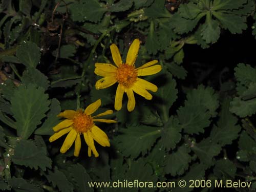 Imágen de Senecio sp. #2751 (). Haga un clic para aumentar parte de imágen.