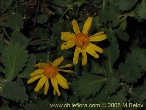 Imágen de Senecio sp. #2751 (). Haga un clic para aumentar parte de imágen.