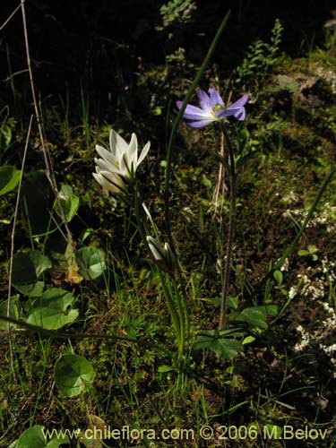 Imágen de Nordoscordum sp.  #1266 (). Haga un clic para aumentar parte de imágen.