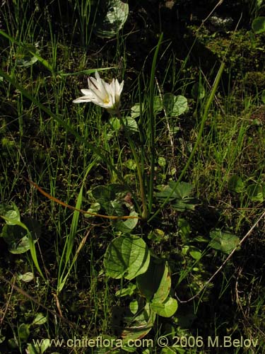 Imágen de Nordoscordum sp.  #1266 (). Haga un clic para aumentar parte de imágen.