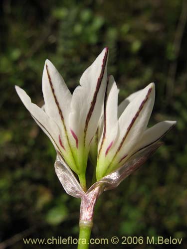 Imágen de Nordoscordum sp.  #1266 (). Haga un clic para aumentar parte de imágen.