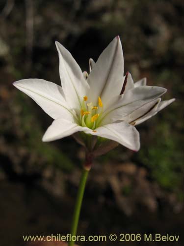 Imágen de Nordoscordum sp.  #1266 (). Haga un clic para aumentar parte de imágen.