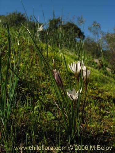 Imágen de Nordoscordum sp.  #1266 (). Haga un clic para aumentar parte de imágen.