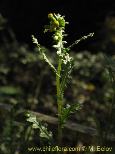 Imágen de Asteraceae sp. #1842 (). Haga un clic para aumentar parte de imágen.