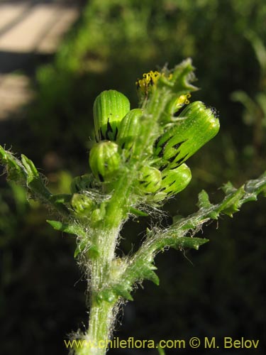 Imágen de Asteraceae sp. #1842 (). Haga un clic para aumentar parte de imágen.