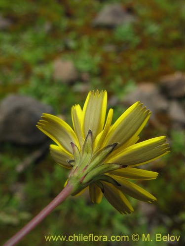 Asteraceae sp. #2436的照片