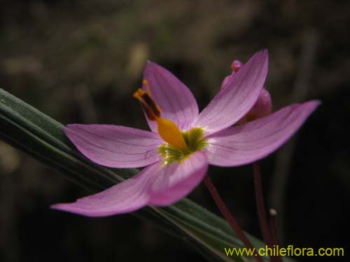 Фотография Sisyrinchium junceum (Huilmo / Huilmo rosado). Щелкните, чтобы увеличить вырез.