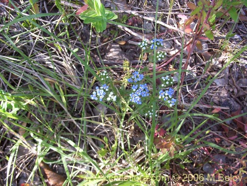 Imágen de Triptilion spinosum (Siempreviva). Haga un clic para aumentar parte de imágen.