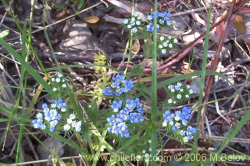 Imágen de Triptilion spinosum (Siempreviva). Haga un clic para aumentar parte de imágen.