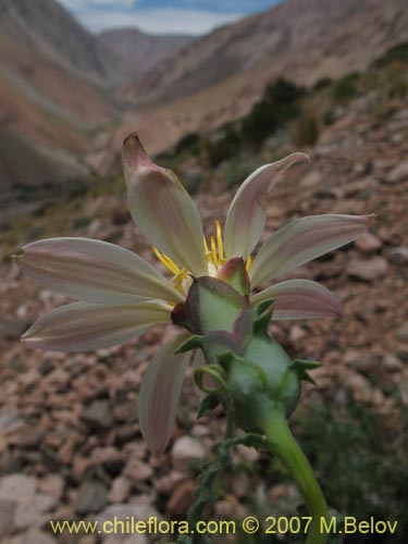 Imágen de Mutisia sp. #3028 (). Haga un clic para aumentar parte de imágen.