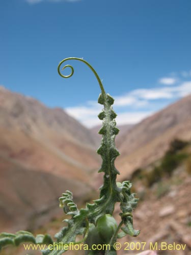 Imágen de Mutisia sp. #3028 (). Haga un clic para aumentar parte de imágen.