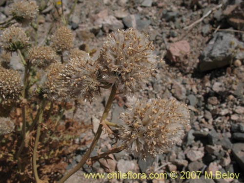 Imágen de Polyachyrus carduoides (). Haga un clic para aumentar parte de imágen.