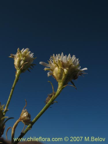 Imágen de Gutierrezia gayana (Pichanilla). Haga un clic para aumentar parte de imágen.