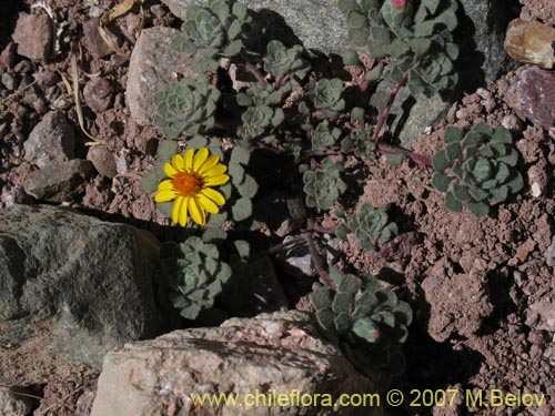 Imágen de Chaetanthera lanata (). Haga un clic para aumentar parte de imágen.