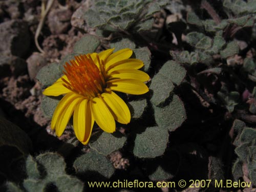 Chaetanthera lanata的照片