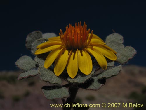 Imágen de Chaetanthera lanata (). Haga un clic para aumentar parte de imágen.