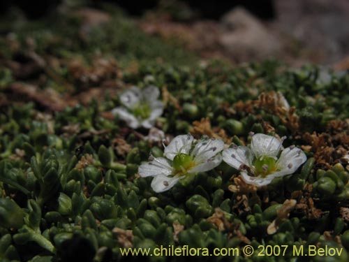 Imágen de Arenaria rivularis (). Haga un clic para aumentar parte de imágen.