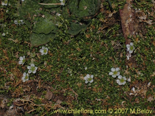 Imágen de Arenaria rivularis (). Haga un clic para aumentar parte de imágen.